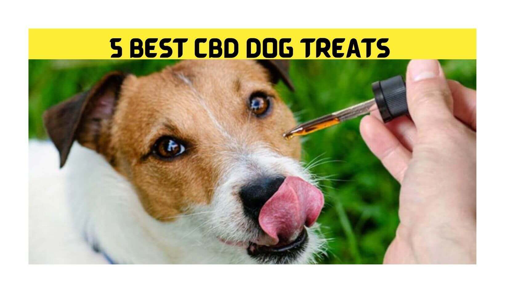 5 Best CBD Dog Treats