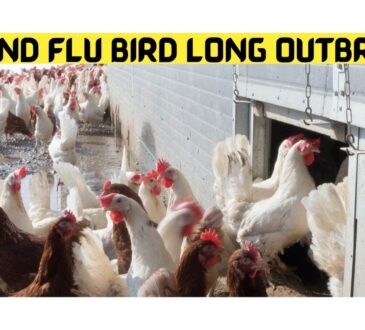 Island Flu Bird Long Outbreak