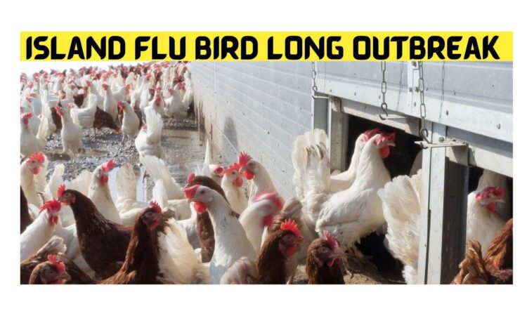 Island Flu Bird Long Outbreak