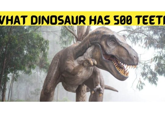 What Dinosaur Has 500 Teeth