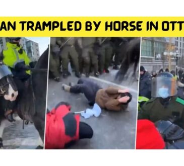 Woman Trampled by Horse in Ottawa