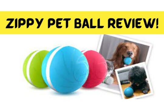 Zippy Pet Ball Review