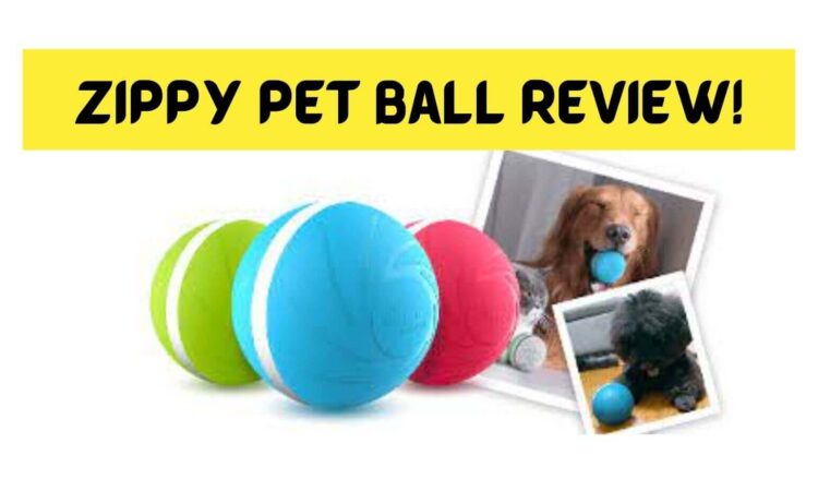 Zippy Pet Ball Review
