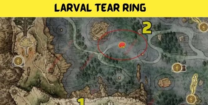 Larval Tear Ring