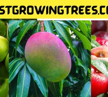 Fastgrowingtrees.com