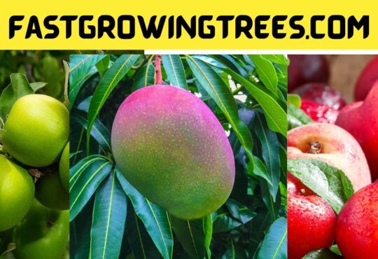 Fastgrowingtrees.com