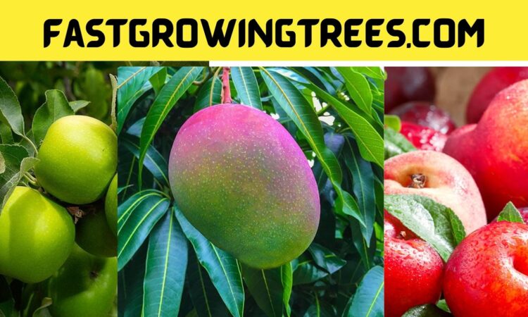 Fastgrowingtrees.com