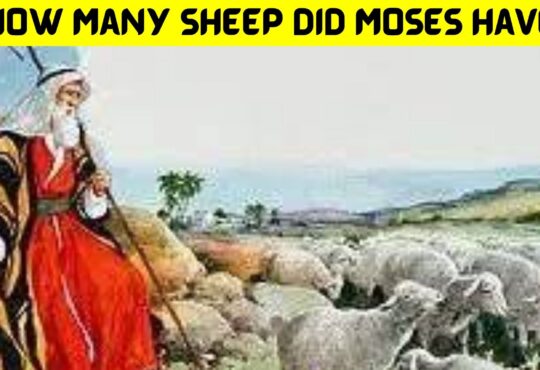 How Many Sheep Did Moses Have