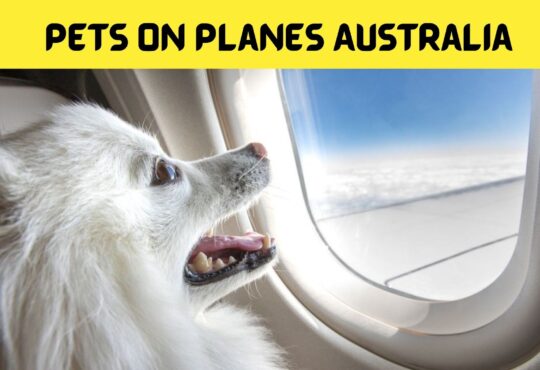 Pets on Planes Australia