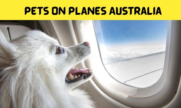 Pets on Planes Australia