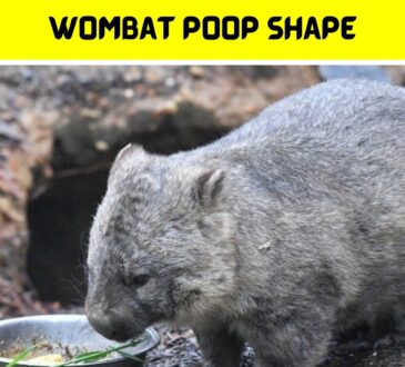 Wombat Poop Shape