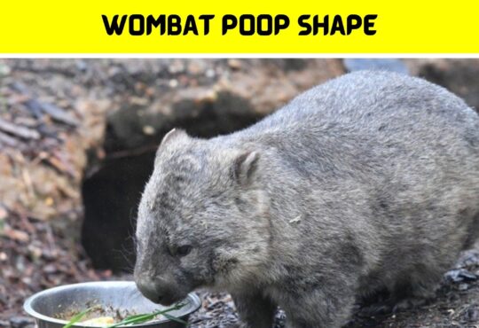 Wombat Poop Shape