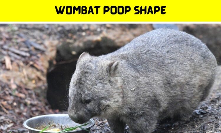 Wombat Poop Shape