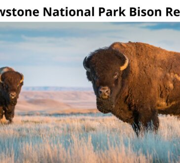 Yellowstone National Park Bison Reviews