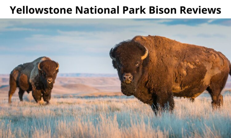 Yellowstone National Park Bison Reviews