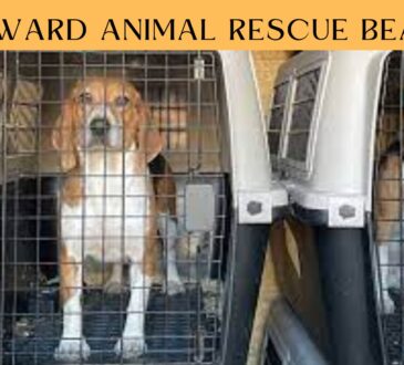 Homeward Animal Rescue Beagles