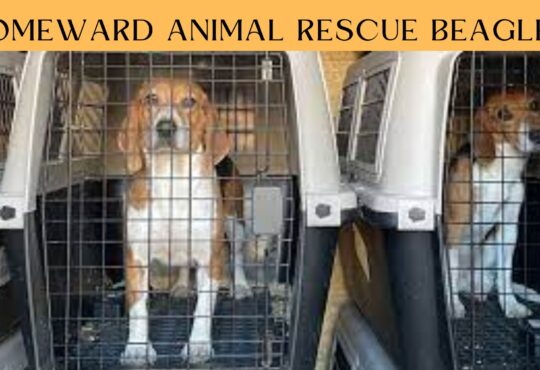 Homeward Animal Rescue Beagles