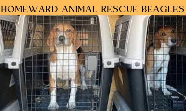 Homeward Animal Rescue Beagles