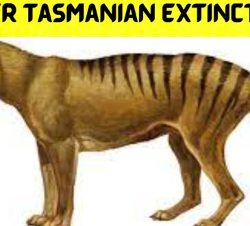 Tiger Tasmanian Extinction