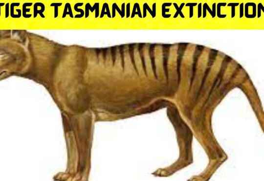 Tiger Tasmanian Extinction