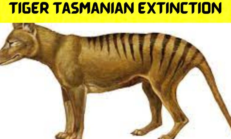 Tiger Tasmanian Extinction