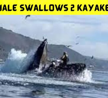 Whale Swallows 2 Kayakers