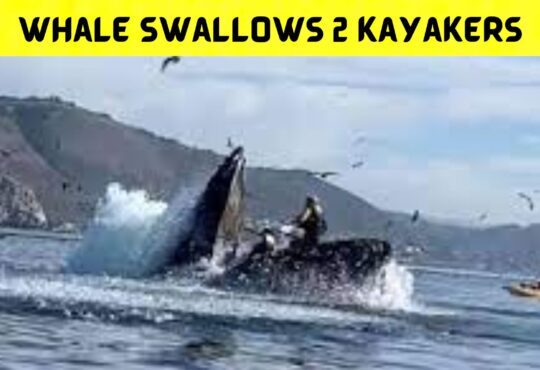 Whale Swallows 2 Kayakers