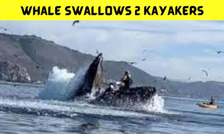 Whale Swallows 2 Kayakers