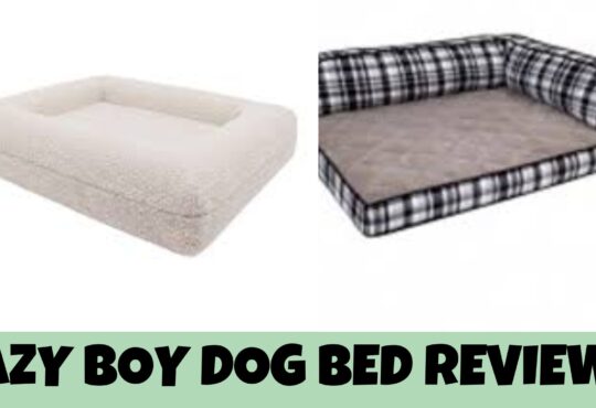 Lazy Boy Dog Bed Reviews